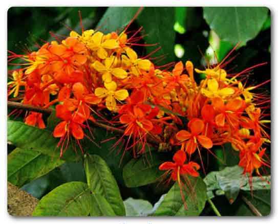  Odisha State flower, Asoka, Saraca asoca